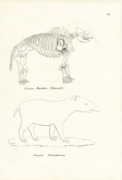Mastodonte da Karl Joseph Brodtmann